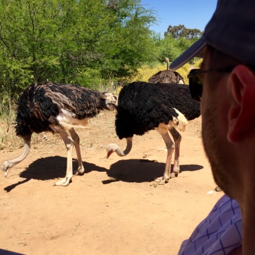 Viewing the ostriches from the vehicle.