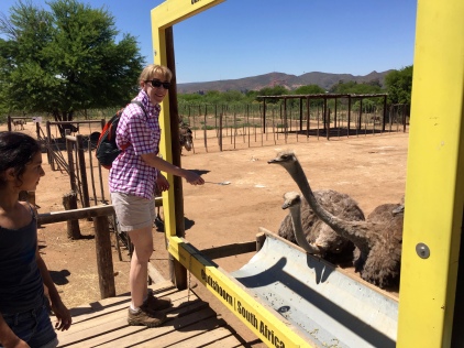 Feeding the ostriches