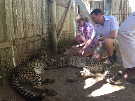 Cheetah petting!