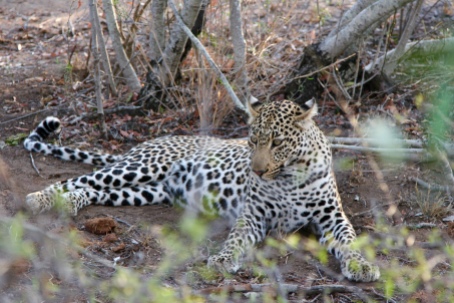 A leopard